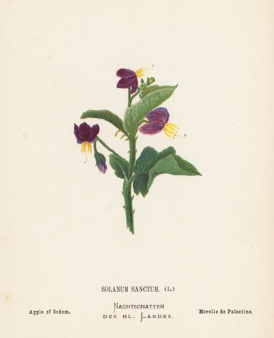 Fiori selvatici della Terra Santa: Solanum Sanctum; Mela di Sodoma (incisione colorata) da Hannah Zeller