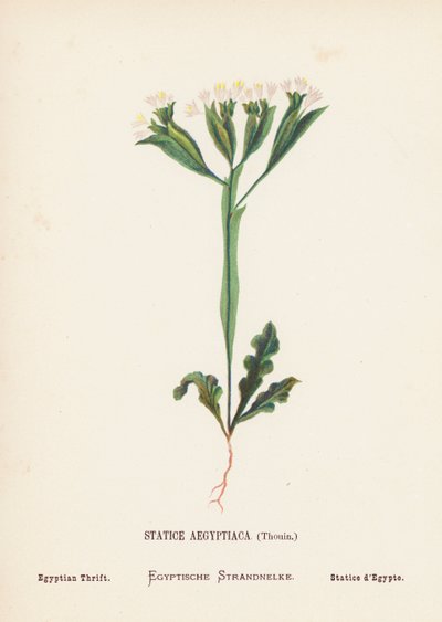 Fiori selvatici della Terra Santa: Statice Aegyptiaca, Thouin; Statice egiziana (incisione colorata) da Hannah Zeller