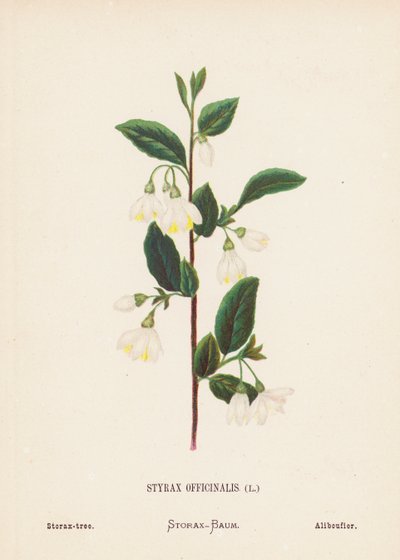 Fiori selvatici della Terra Santa: Styrax Officinalis; Storace da Hannah Zeller