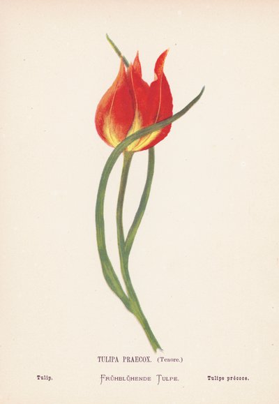 Fiori selvatici della Terra Santa: Tulipa Praecox, Tenore; Tulipano (incisione colorata) da Hannah Zeller
