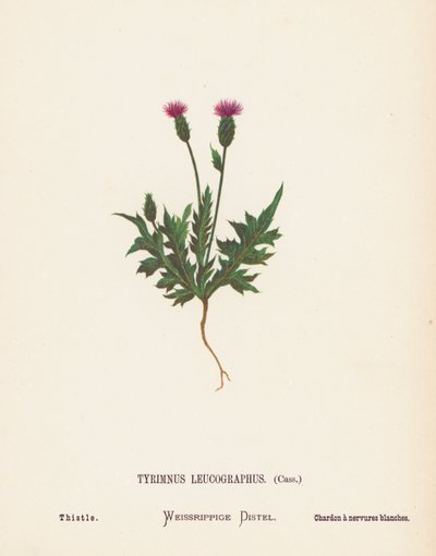 Fiori selvatici della Terra Santa: Tyrimnus Leucographus, Cass; Cardo da Hannah Zeller