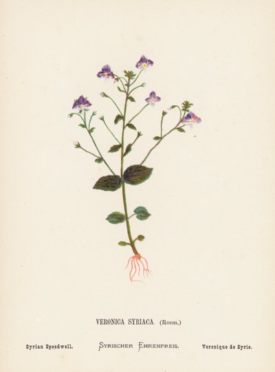 Fiori selvatici della Terra Santa: Veronica Syriaca, Roem; Veronica siriana da Hannah Zeller