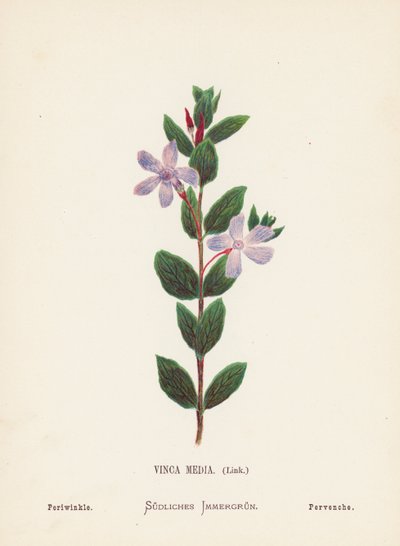 Fiori selvatici della Terra Santa: Vinca Media, Link; Pervinca (incisione colorata) da Hannah Zeller