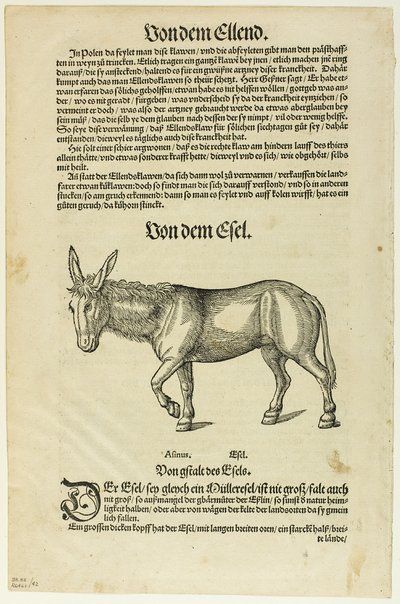 Illustrazione da "Thierbuch", tavola 42 da Xilografie da libri del XVI secolo da Hans Asper