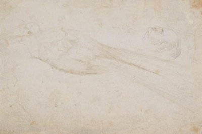 Uccello del Paradiso Maschio e la Testa di un Uomo di Mezza Età in Profilo a Sinistra; anche Dettagli di da Hans Baldung Grien