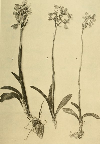 Annali del K.K. Museo di Storia Naturale (1914) (18201357971) da Hans Fleischmann