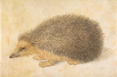 Un riccio Erinaceus roumanicus da Hans Hoffmann