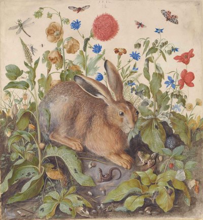 Una lepre tra le piante da Hans Hoffmann
