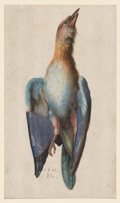Rullo blu morto, 1583 da Hans Hoffmann