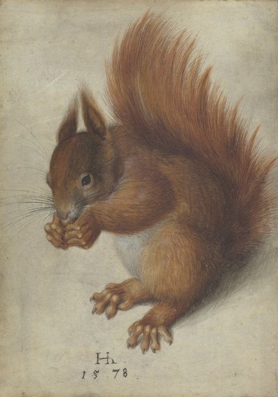 Scoiattolo rosso da Hans Hoffmann