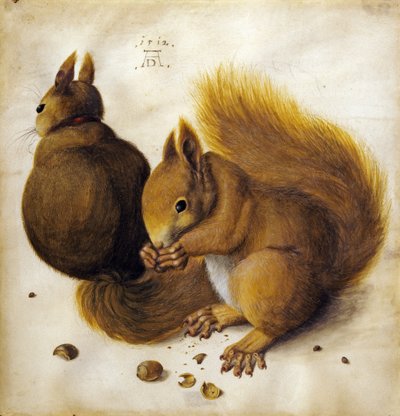 Due scoiattoli da Hans Hoffmann