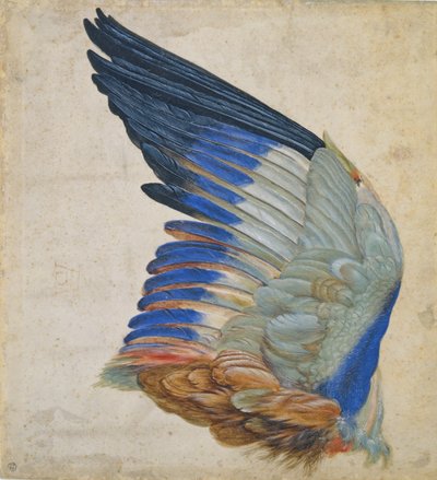 Ala di un gruccione, copia di un originale di Albrecht Durer del 1512 da Hans Hoffmann
