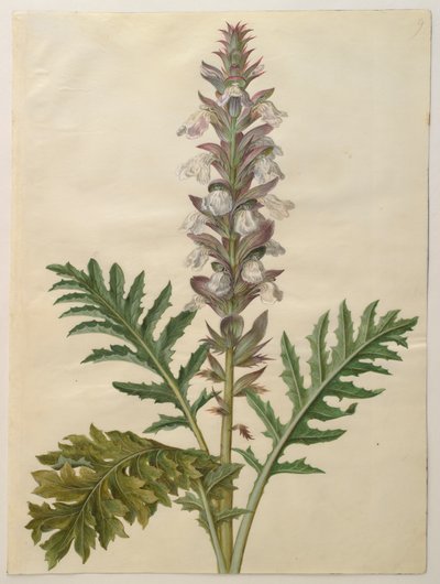 Acanthus mollis dall
