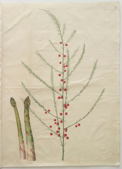 Asparagus officinalis dall