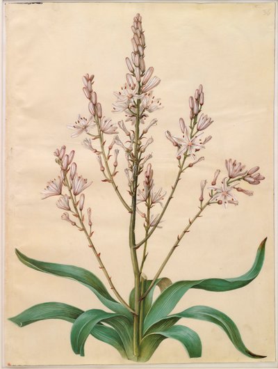 Asphodelus ramosus dall