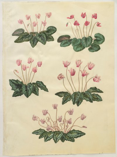 Cyclamen purprascens dall