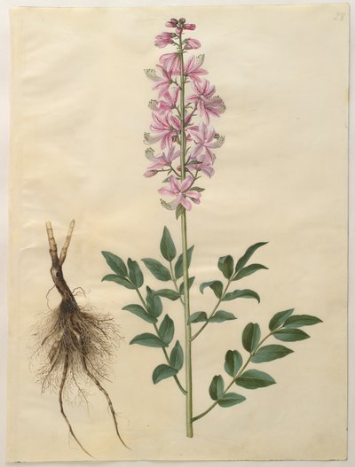 Dictamnus albus dall