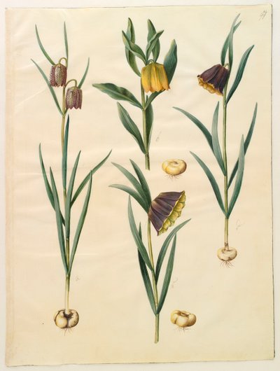 Fritilleria meleagris dall