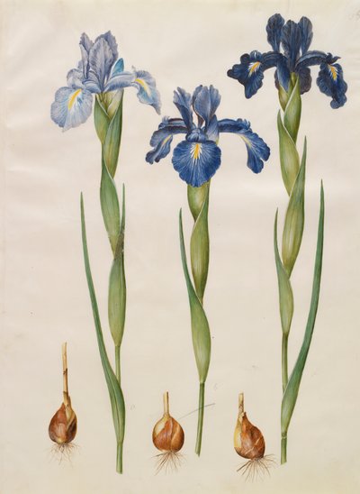 Iris xiphiodes dall