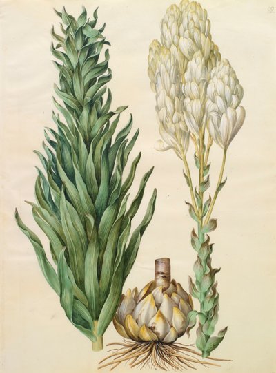 Lilium candidum monstrosum dall