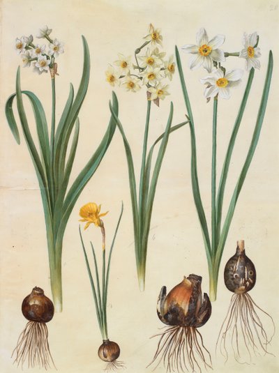 Narcissus tazetta, narcissus orientalis e corbularia bulbocodium dall