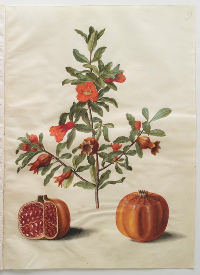 Punica granatum dall