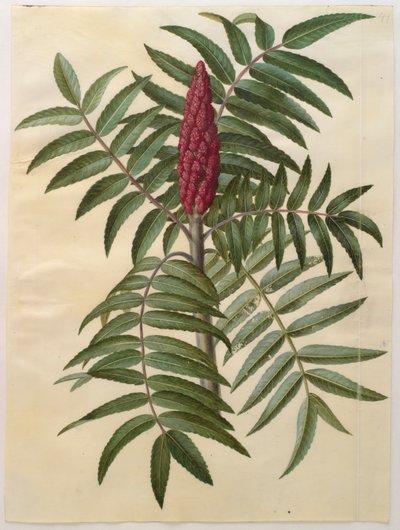 Rhus typhina dall