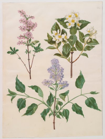 Syringa persica, philadelphus coronarius e syringa vulgaris dall