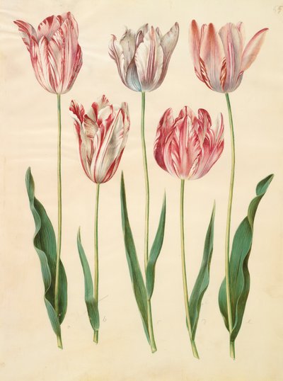 Tulipa gesneriana dall