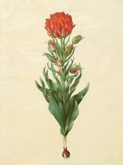 Tulipa gesneriana dall