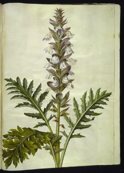 Acanthus hungaricus (acanto ungherese) da Hans Simon Holtzbecker