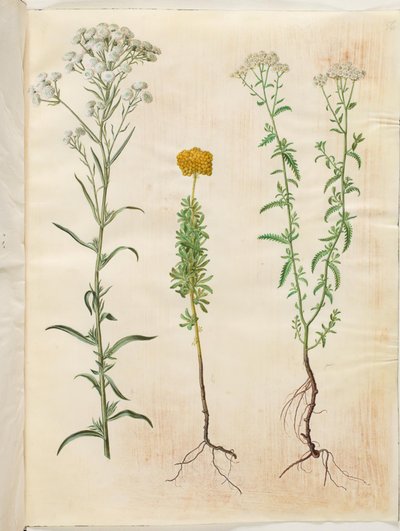Achillea ptarmica (achillea dei prati); Achillea ageratum (achillea balsamica); Achillea millefolium (achillea millefoglie) da Hans Simon Holtzbecker