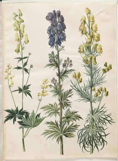 Aconitum lycoctonum; Aconitum napellus; Aconitum anthora da Hans Simon Holtzbecker