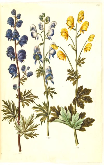 Aconitum napellus (?) (aconito); Aconitum variegatum, forse Aconitum ×cammarum (?) (aconito variegato, forse aconito da giardino); Aconitum anthora (aconito a foglie sottili) da Hans Simon Holtzbecker