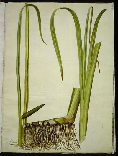 Acorus calamus da Hans Simon Holtzbecker