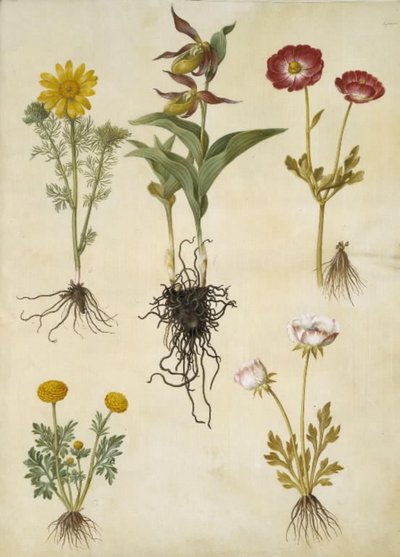 Adonis vernalis; Cypripedium calceolus; Ranunculus asiaticus; Ranunculus da Hans Simon Holtzbecker