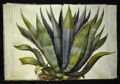 Agave americana (agave comune) da Hans Simon Holtzbecker