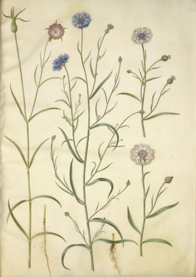 Agrostemma githago (campanula comune); Centaurea cyanus (fiordaliso) da Hans Simon Holtzbecker