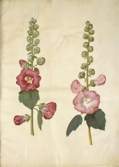 Alcea rosea (malvarosa da giardino) da Hans Simon Holtzbecker