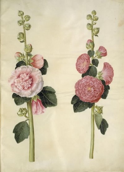 Alcea rosea (malvarosa) da Hans Simon Holtzbecker