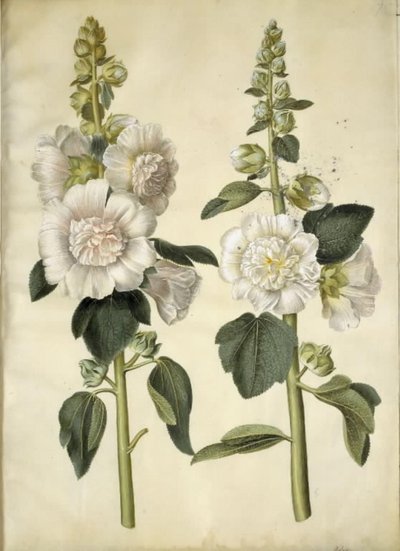 Alcea rosea (malvarosa) da Hans Simon Holtzbecker