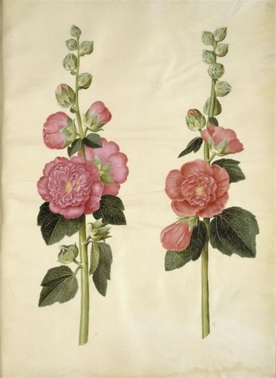 Alcea rosea (malvarosa) da Hans Simon Holtzbecker