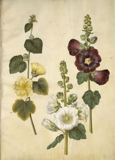 Alcea rosea (malvarosa) da Hans Simon Holtzbecker