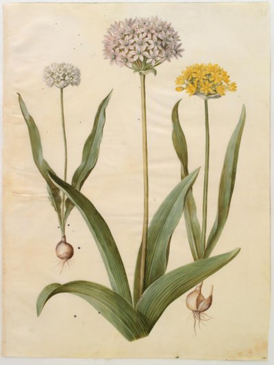 Allium moly (cipolla dorata); Allium nigrum (cipolla nera) da Hans Simon Holtzbecker