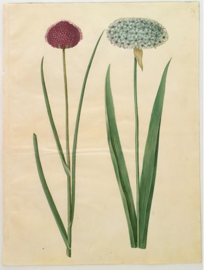 Allium sphaerocephalon (aglio ornamentale mediterraneo); Allium nigrum (aglio nero) da Hans Simon Holtzbecker