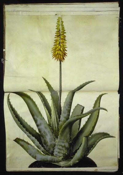 Aloe vera (aloe medicinale) da Hans Simon Holtzbecker