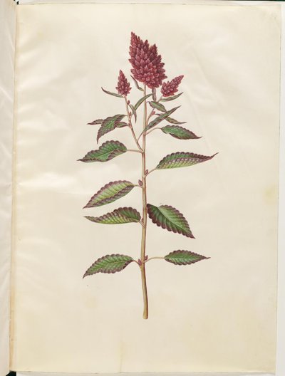 Amaranto cruento (amaranto rosso) da Hans Simon Holtzbecker