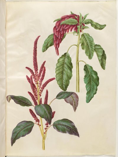 Amaranthus cruentus (amaranto rosso); Amaranthus caudatus (amaranto coda di volpe) da Hans Simon Holtzbecker
