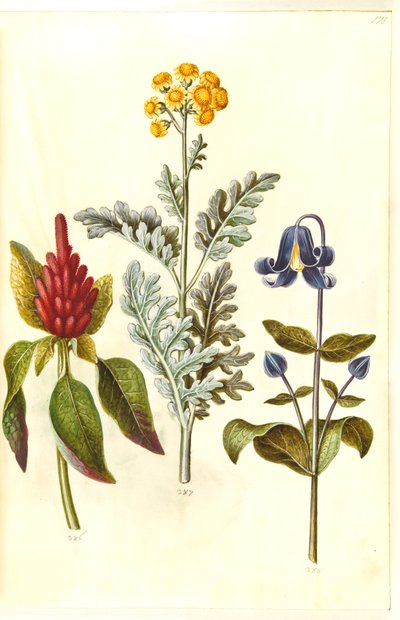 Amaranthus cruentus (amaranto rosso); Jacobaea maritima (senecio marittimo); Clematis integrifolia (clematide erbacea) da Hans Simon Holtzbecker