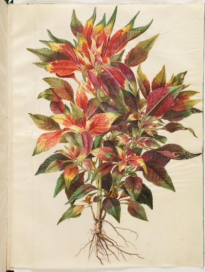 Amaranto tricolore da Hans Simon Holtzbecker